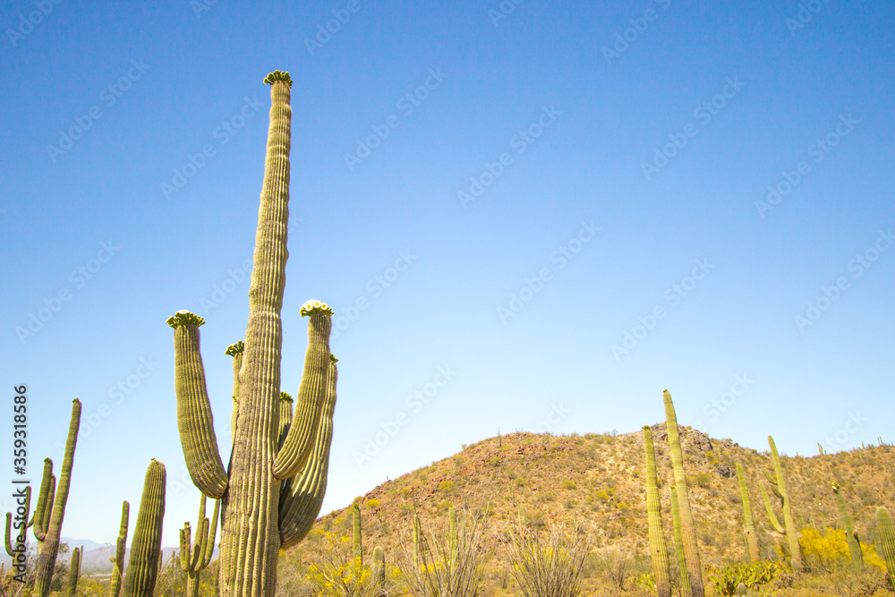Saguaro Cactus in bloom. Large Saguaro cactus with wildflowers at Saguaro National Park in Tucson Arizona.
