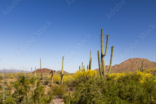 Remote Saguaro cactus desert landscape in Arizona. © ehrlif