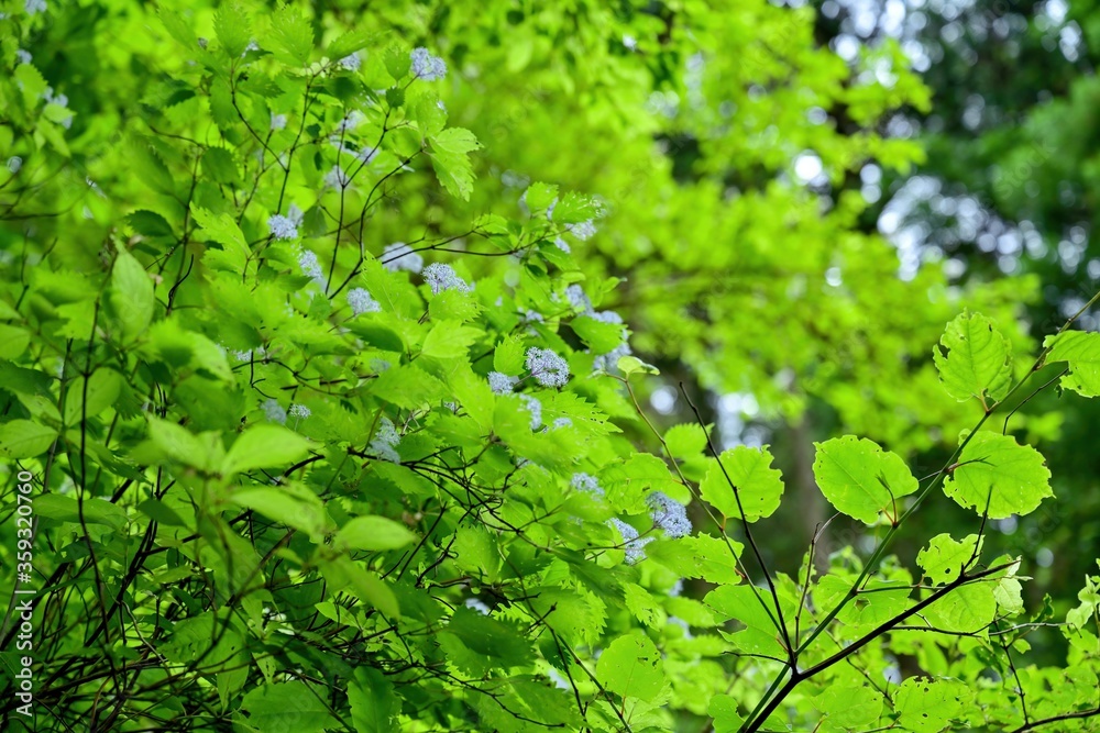 Obraz premium 仰ぎ見る満開のコアジサイと新緑の若葉のコラボ