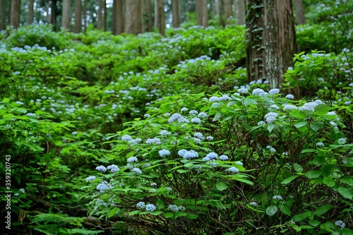 Fototapeta Naklejka Na Ścianę i Meble -  杉木立の中で咲く満開のコアジサイ