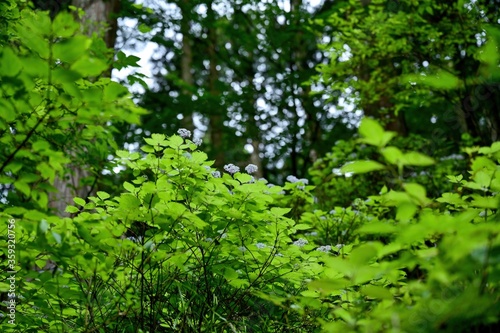 仰ぎ見る満開のコアジサイと新緑の若葉のコラボ
