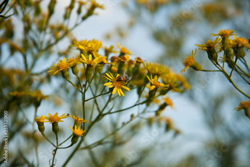 bee on yellow flowers