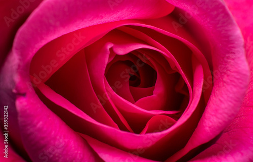 close-up of a light red rose  macro image of pink rose  rose bud texture