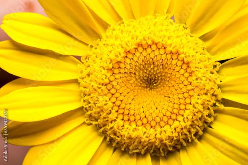 yellow chamomile  detailed macro photo in yellow colour  floral background image  concept of flowering  summer