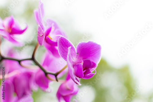 purple orchid flowers with bright background
