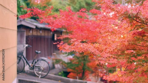 autumn leaves in the street