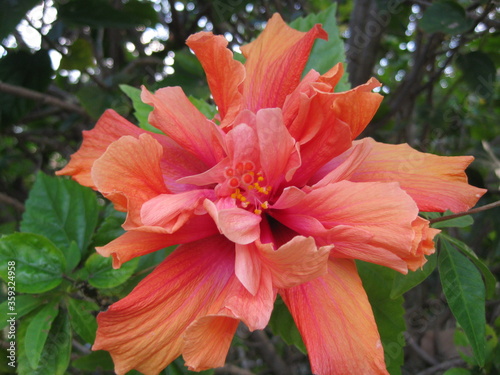 Pink and orange blossoming flower © Tatiana