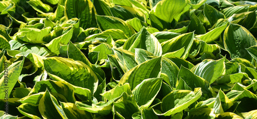 Bush of hosta. Close up green leaves. Plants background. Summer plants and flowers. photo