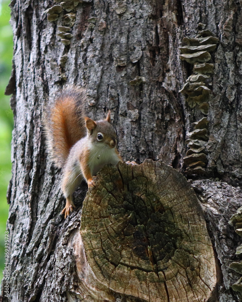Young American Red Squirrel (Tamiasciurus hudsonicus) on a Silver Maple tree in Wisconsin
Young American Red Squirrel (Tamiasciurus hudsonicus) on a Silver Maple tree in Wisconsin
