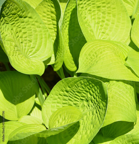 Bush of hosta. Close up green leaves. Plants background. Summer plants and flowers. photo