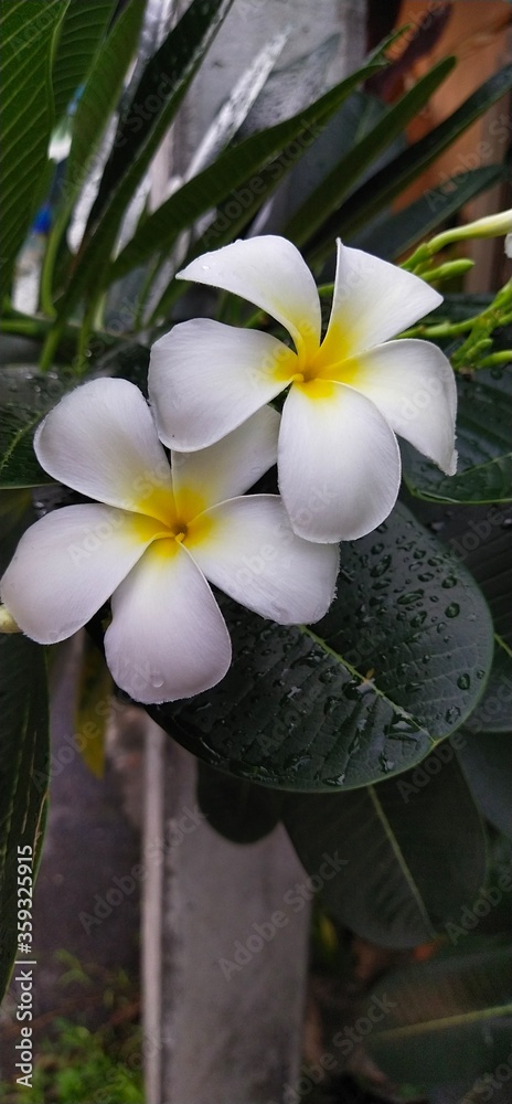 Fototapeta premium frangipani plumeria flower