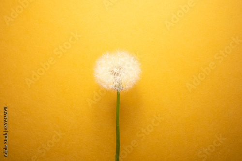 dandelion flower on yellow background
