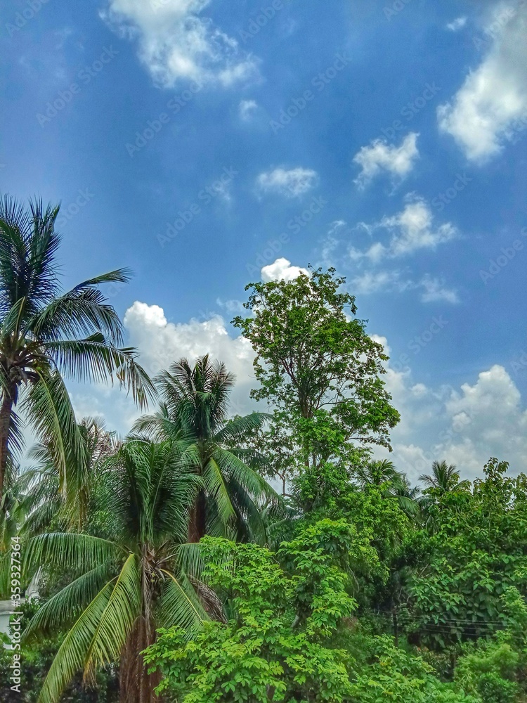 Coconut, shisham trees and blue sky in autumn season