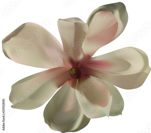 Magnolia flower on a white background. Vector illustration