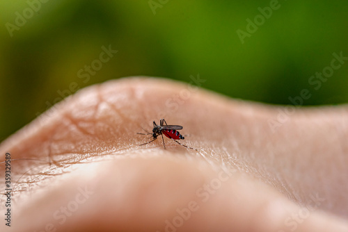Aedes aegypti mosquito biting human skin. Transmitter of various diseases such as dengue fever, zika virus and chikungunya fever. João Pessoa, Paraiba, Brazil on June 20, 2020.