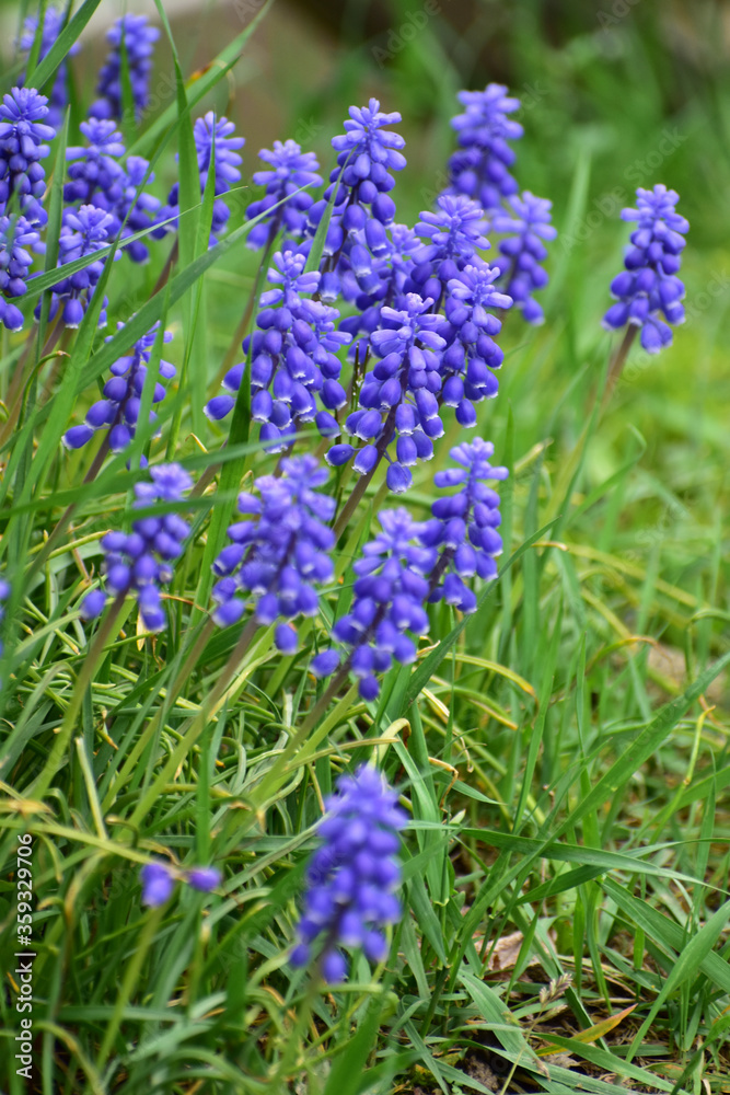 Obraz premium 紫のムスカリ