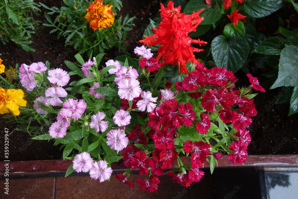 雨に濡れた撫子と赤いサルビアの花