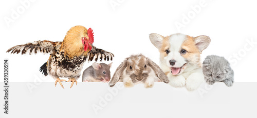 Different pets looks together over empty white banner. isolated on white background