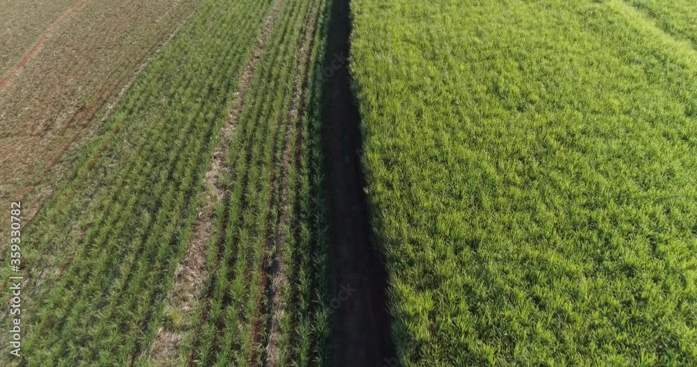 Sugarcane field at sunrise. Aerial view or top view of Sugarcane or agriculture in Brazil. 4K. Sugarcane field at sunrise. Aerial view or top view of Sugarcane or agriculture in Brazil. 4K.