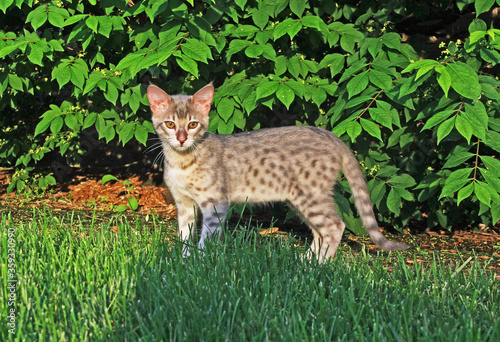 Canvas Print F4 Gray or also known as a blue, black spotted Savannah kitten with orange eyes, bred from a wild African serval stalking outside