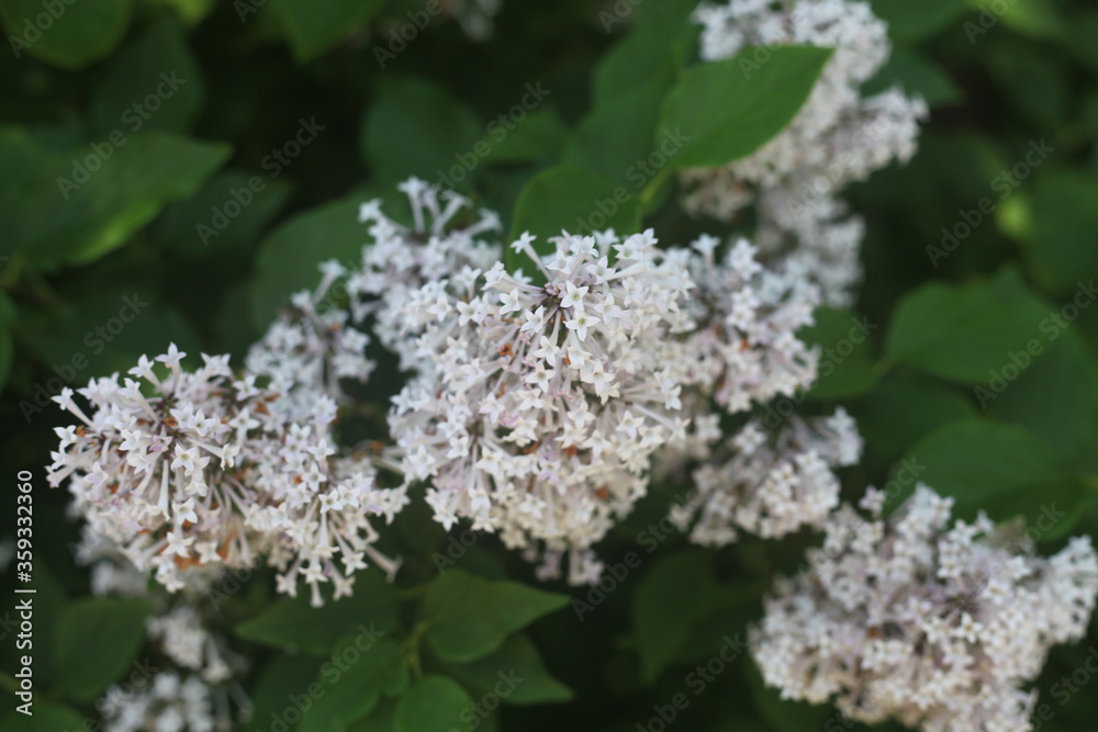 white flowers on a tree white flowers on a tree