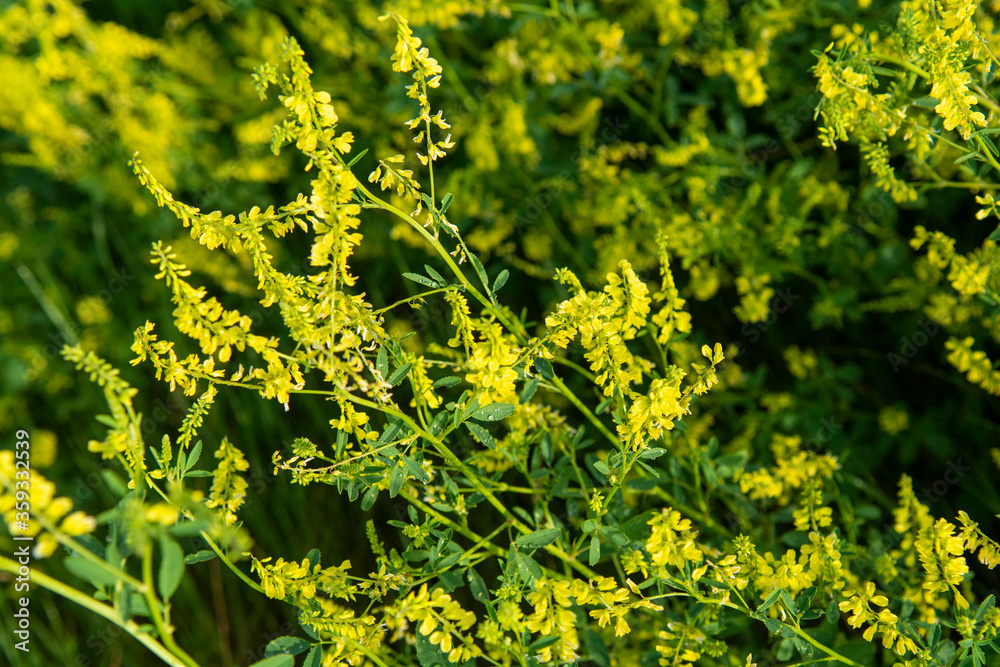 sweet clover with beautiful yellow flowers growing on the prairie sweet clover with beautiful yellow flowers growing on the prairie