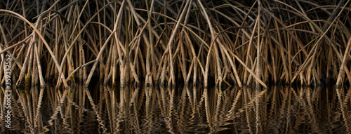 mangrove roots on the water photo