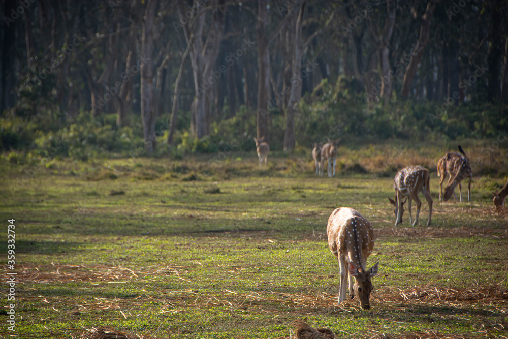 Fototapeta premium 草原で草を食べる鹿