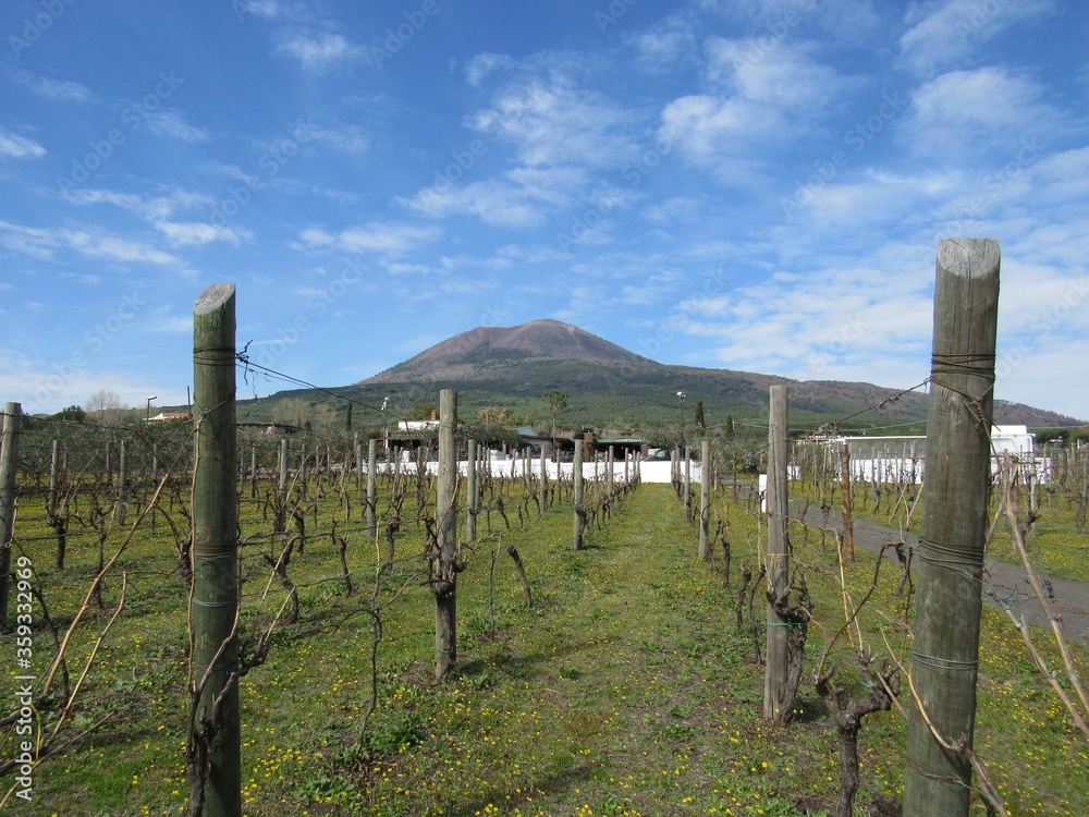 Vineyard in early spring located on Mount Vesuvius in Campania, Italywith a view of the volcano with blue sky in the background
