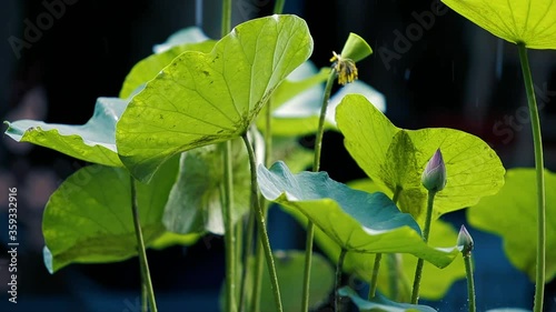 an ornamental aquatic plant with large round floating leaves and large, typically cup-shaped, floating flowers.