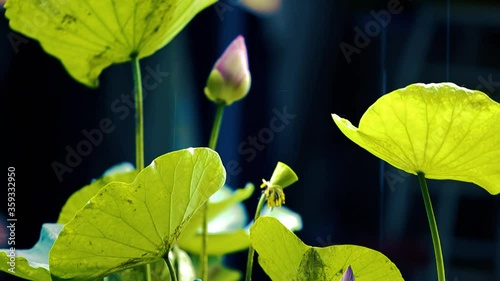 an ornamental aquatic plant with large round floating leaves and large, typically cup-shaped, floating flowers.