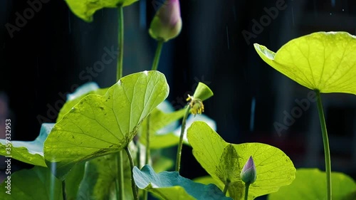 an ornamental aquatic plant with large round floating leaves and large, typically cup-shaped, floating flowers.