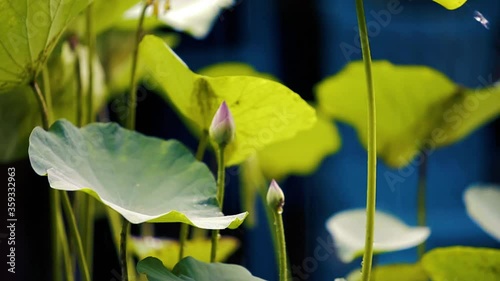 an ornamental aquatic plant with large round floating leaves and large, typically cup-shaped, floating flowers.