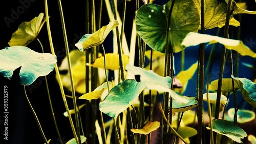 an ornamental aquatic plant with large round floating leaves and large, typically cup-shaped, floating flowers.