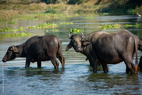 小川で水を飲む水牛 © khrusani