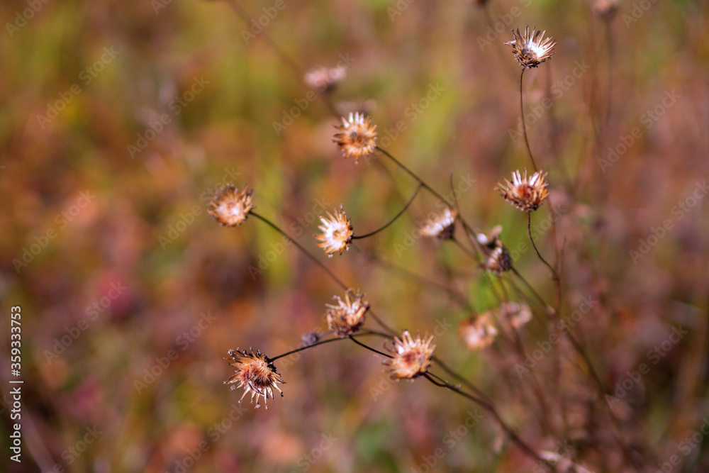 Dry wild plant on a blurred natural background. a beautiful natural backdrop. Selective focus Dry wild plant on a blurred natural background. a beautiful natural backdrop. Selective focus