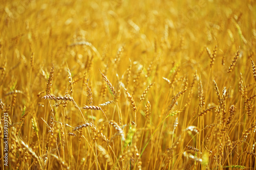Ears of golden wheat grow on field in the rays of the setting sun.