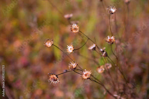 Dry wild plant on a blurred natural background. a beautiful natural backdrop. Selective focus