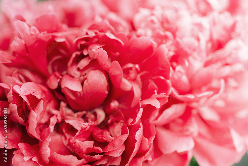 Beautiful floral background from red peonies with daylight. Tender flowers petals close up. Natural flower backdrop. Selective focus.