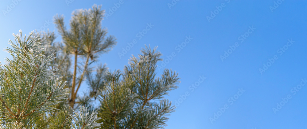 Fir is covered with snow frost. Long needles of green pine with crystals of white snow and ice. Blue sky background. Concept Christmas and New Year holiday. Fir is covered with snow frost. Long needles of green pine with crystals of white snow and ice. Blue sky background. Concept Christmas and New Year holiday.
