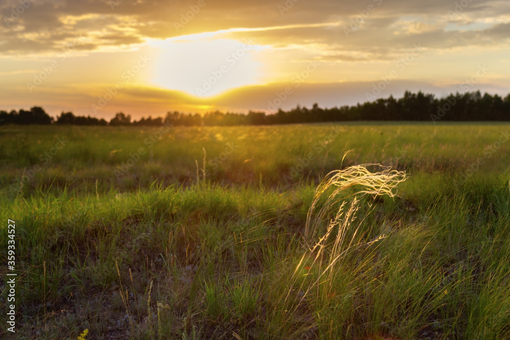 Stipa capillata, feather grass in steppe on sunset. Natural environment.