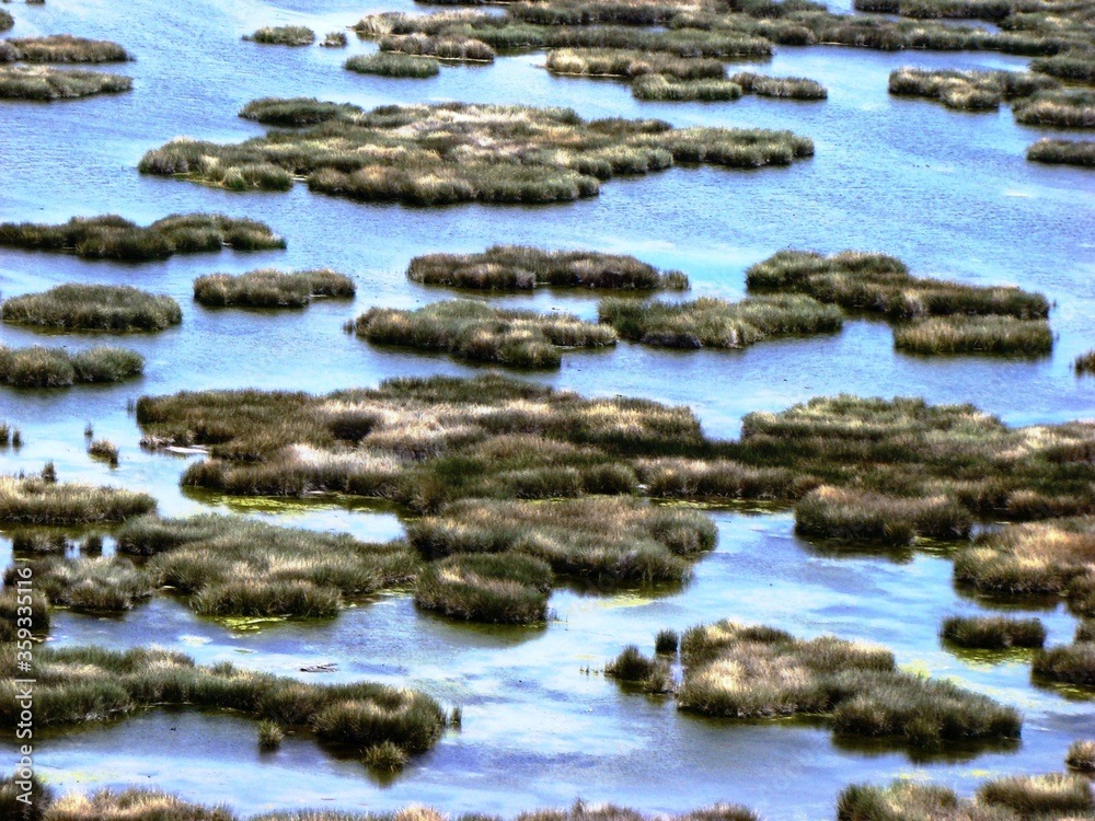 Totora in Aygachi-Bay from Pariti Island (Lake Titicaca, Bolivia)