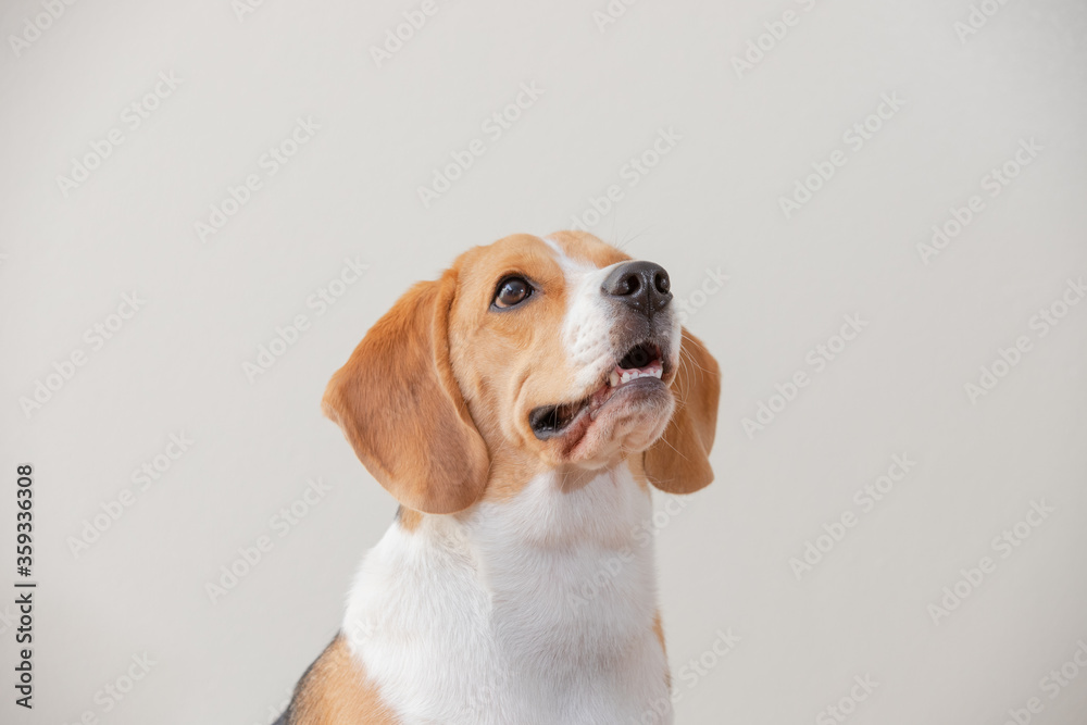 Beagle dog isolated on white background look around on top and doubt.