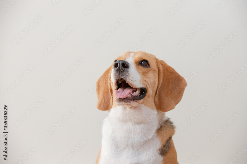 Beagle dog isolated on white background one and sit down happy funny. 