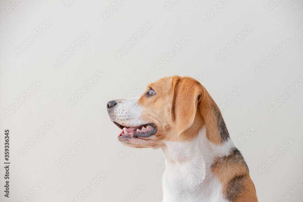 Beagle dog isolated on white background looking life focus dogs.