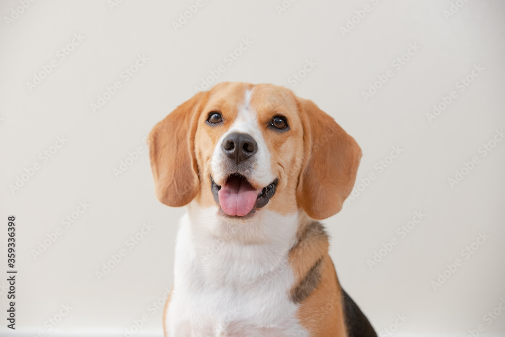 Beagle dog isolated on white background happy and funny.