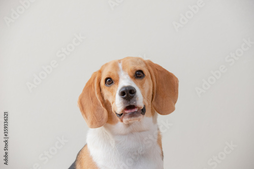 Beagle dog isolated on white background doubt and looking. © KUMMAI