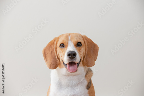 Beagle dog isolated on white background looking for happy one dog.