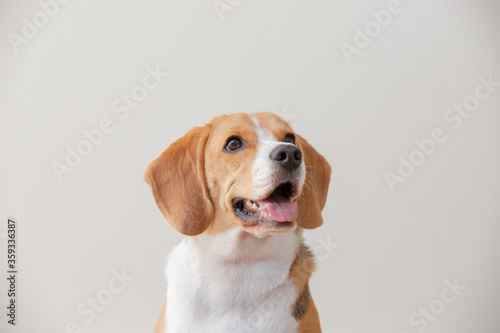 happy and funny Beagle dog isolated on white background.