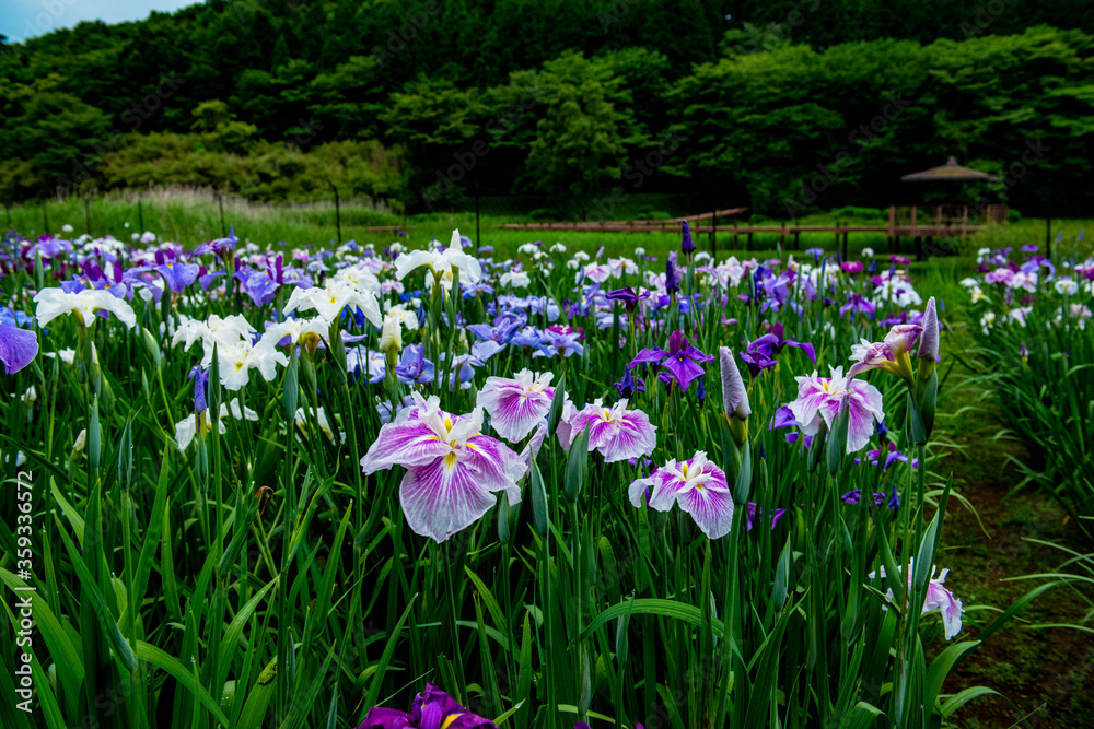 神楽女湖のハナショウブ